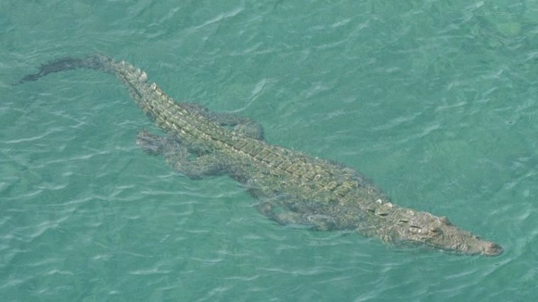 Man Eater Crocodile Buaya Pemakan Manusia Kenali Jenis Buaya Air Asin Yang Tampak Di Pantai Lombok Timur Kicknews Today