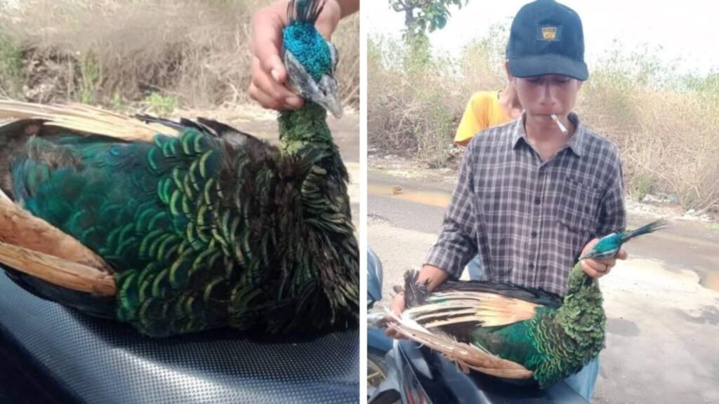 Bangkai seekor Burung Merak Hijau ditemukan warga di ruas jalan raya Desa Kananta Kecamatan Soromandi Kabupaten Bima, Senin pagi (11/12/2023) sekitar pukul 09.30 Wita.