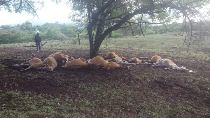 Belasan ekor sapi ditemukan mati di So (kawasan) Lenggo Desa Piong Kecamatan Sanggar Kabupaten Bima, NTB, Kamis sore (28/12/2023).