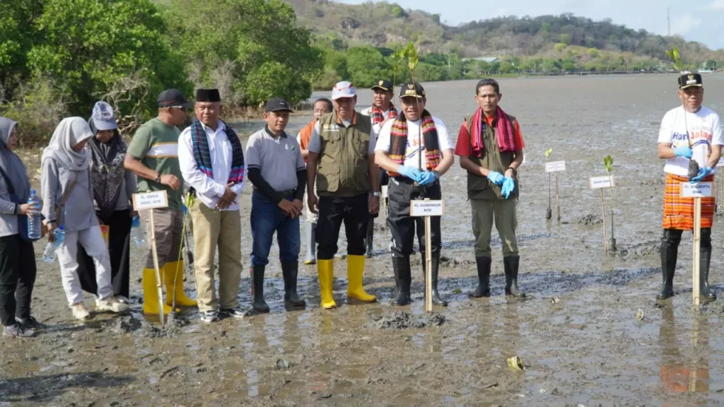 Pj Gubernur NTB bersama Pj Wali Kota Bima ikut tanam mangrove di Pantai Amahami Kota Bima, Sabtu (2/12/2023).