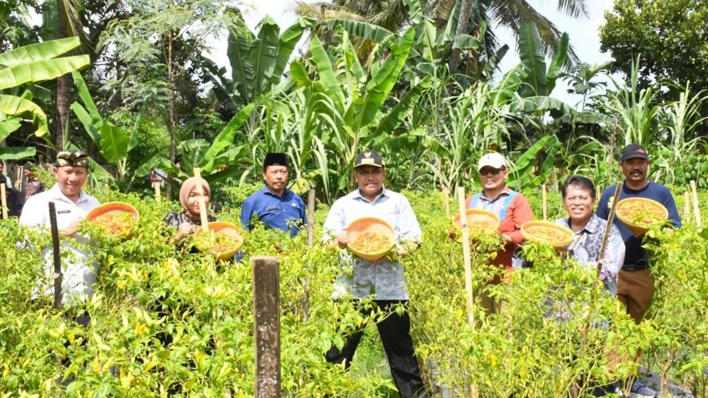 PJ Gubernur NTB, Lalu Gita Ariadi panen raya cabai di Desa Kerongkong, Kecamatan Suralaga, Kabupaten Lombok Timur, Kamis (11/1/2024).