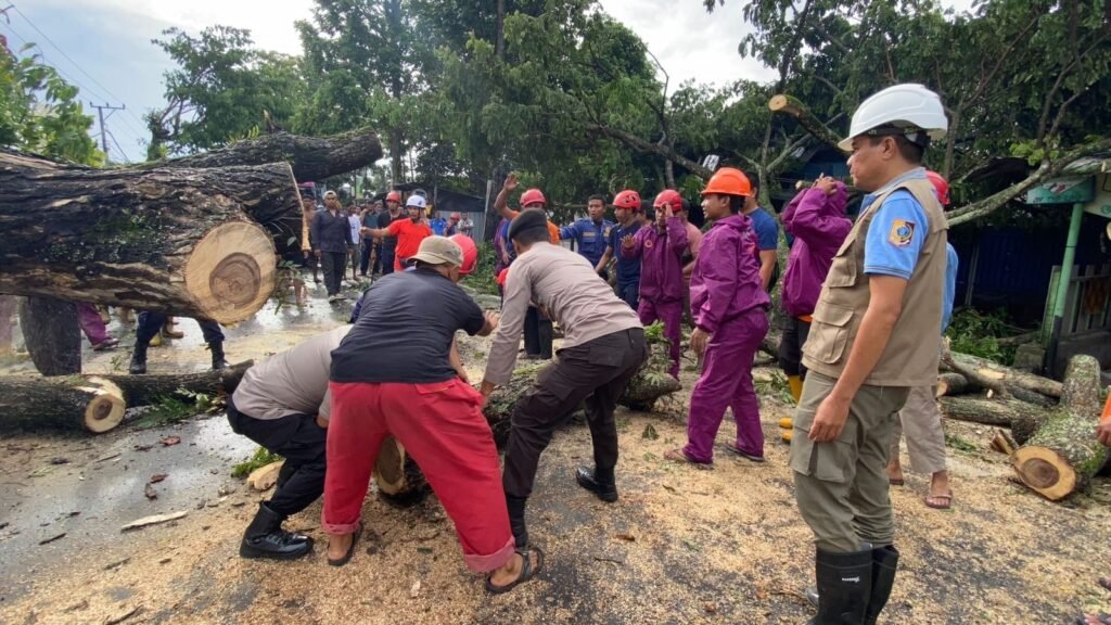 Petugas saat mengangkut potong pohon tumbang di jalan raya Sikur-Mataram di Lombok Timur yang menewaskan satu orang pengendara, Minggu (11/2/2024).