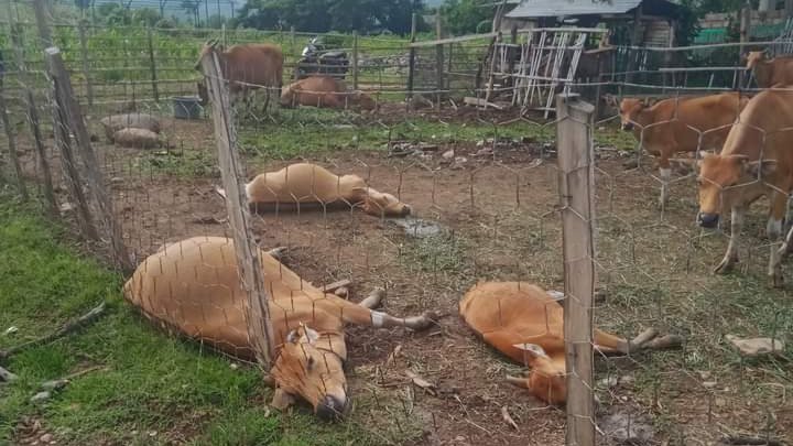 Sebanyak tujuh dari puluhan ekor sapi milik Syafaruddin warga Desa Malaju, Kecamatan Kilo Kabupaten Dompu, NTB ditemukan mati, Senin pagi (12/2/2024).