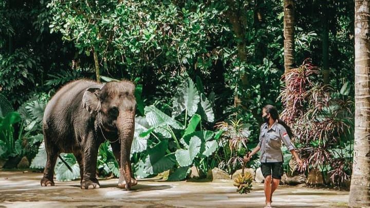 Seekor Gajah di Kebun Binatang Lombok: Foto: Taman Lombok Wildlife Park