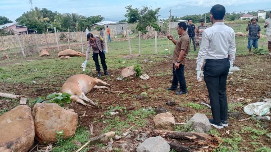 Polisi olah TKP 7 sapi mati di Desa Malaju Kecamatan Kilo Kabupaten Dompu, Senin (12/2/2024).