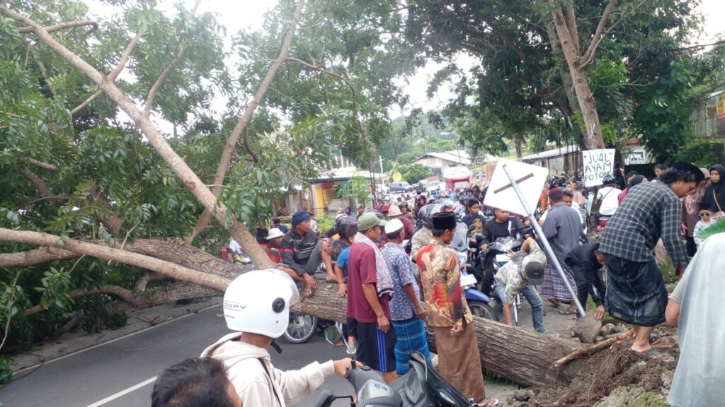 Pohon tumbang di Desa Palung, Kecamatan Sakra, Lombok Timur, Rabu (13/3/2024)