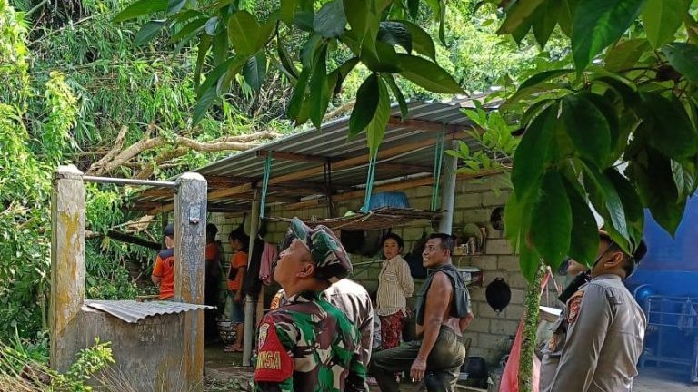 Petugas dan warga saat di lokasi rumah warga yang tertimpa pohon tumbang di Lombok Barat, Selasa (12/3/2024)