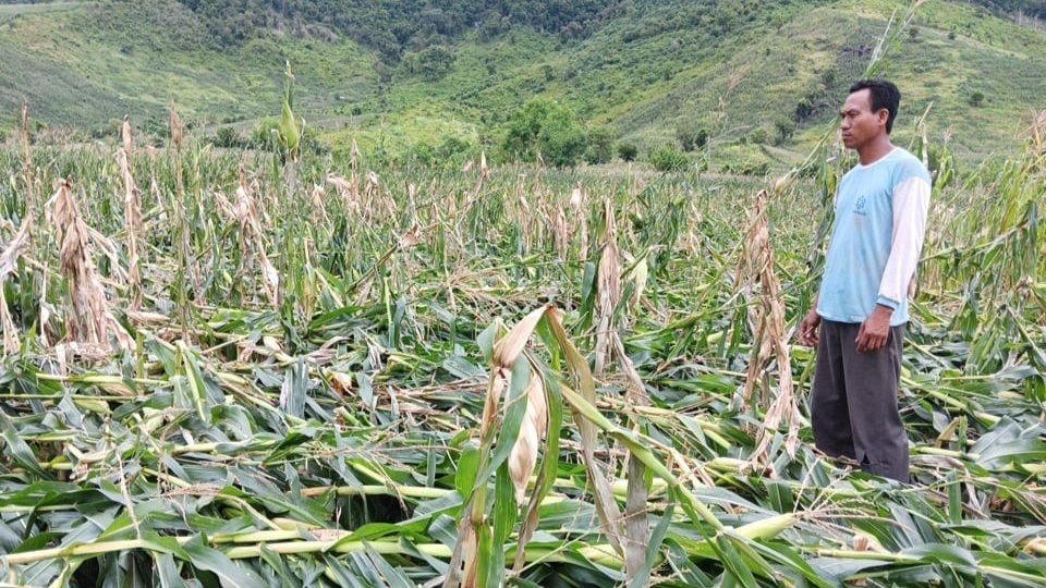 Kondisi tanaman jagung di Dompu pasca angin kencang, Sabtu (16/3/2024).