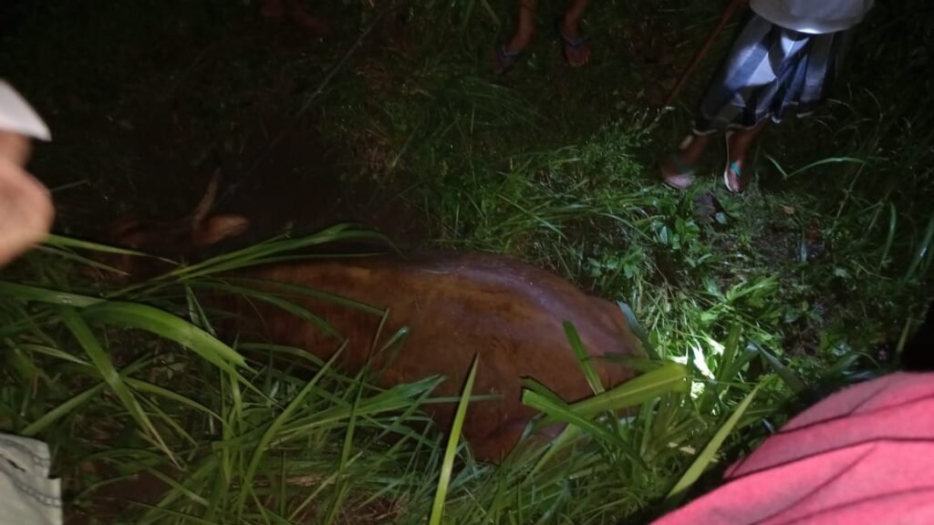 Polisi dan masyarakat berhasil menemukan seekor sapi hasil curian menjelang sahur di area persawahan Dusun Kwang Jukut Timur Desa Pringgarata, Lombok Tengah, Senin (25/3/2024).