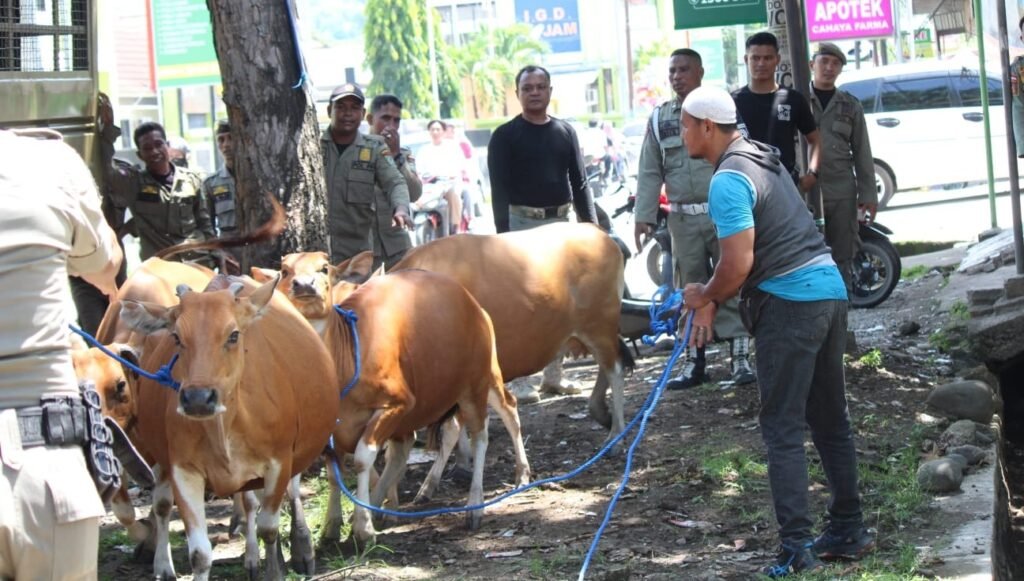 Puluhan ekor ternak yang berkeliaran di wilayah Kota Bima diamankan Satpol PP, Senin (4/3/2024).