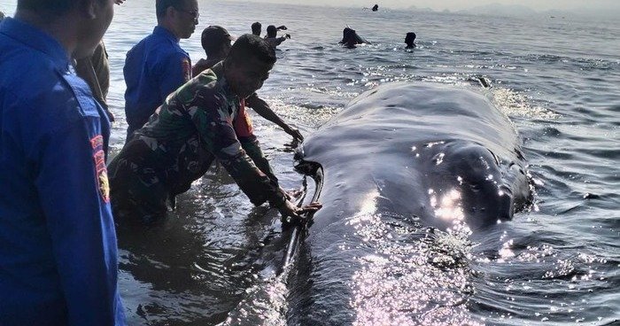 Petugas dan warga nelayan evakuasi paus terdampar di Pantai Pringgabaya Lombok Timur, Rabu (6/3/2024).