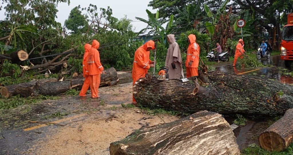 Petugas saat memindahkan pohon tumbang di Dusun Sumur Mual Desa Pemenang Barat, Kecamatan Pemenang, Lombok Utara, Kamis (7/3/2024).