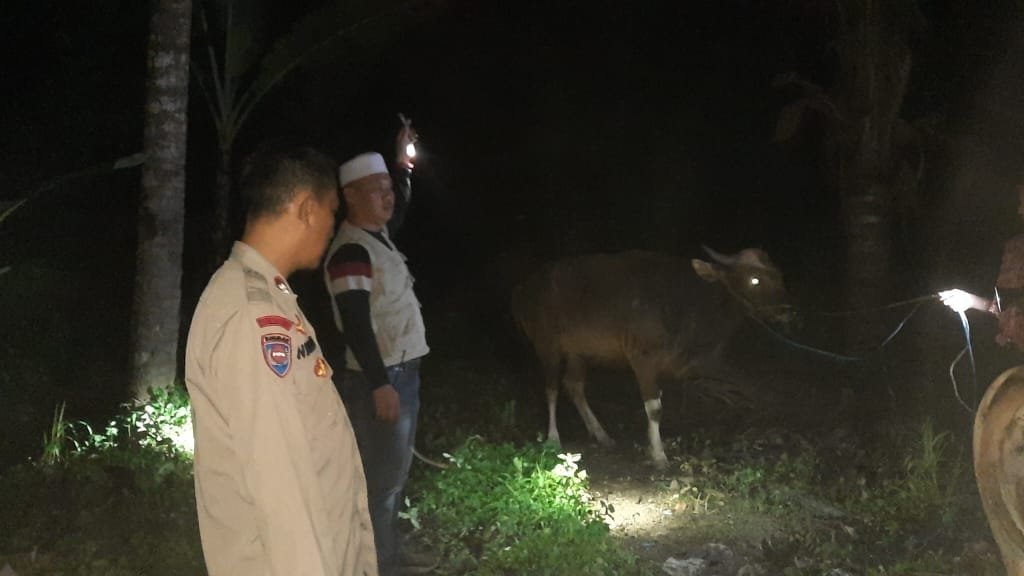 Dua ekor sapi curian milik warga Selong Lombok Timur ditinggal di kebun warga.