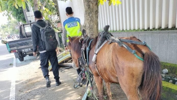 Cidomo di pikap terlibat kecelakaan di Jalan Raya Senggigi Lombok Barat, Senin (22/4/2024).