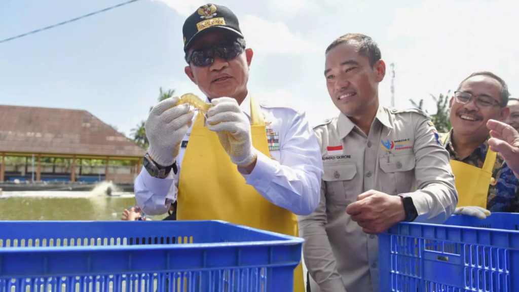 PJ Gubernur Nusa Tenggara Barat Hassanudin melakukan panen Udang Vaname hasil budidaya SMKN 1 Lembar,. Sabtu (3/8/2024).