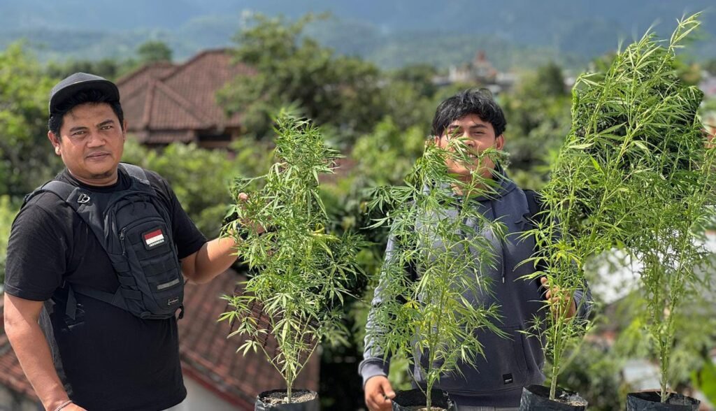 Petugas menemukan tanaman ganja di sebuah rumah di Rembiga Kota Mataram yang ditanam 2 remaja.