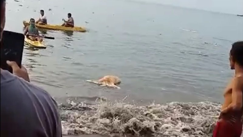 Penemuan mayat tanpa kepala mengapung di pantai Malimbu Lombok Utara