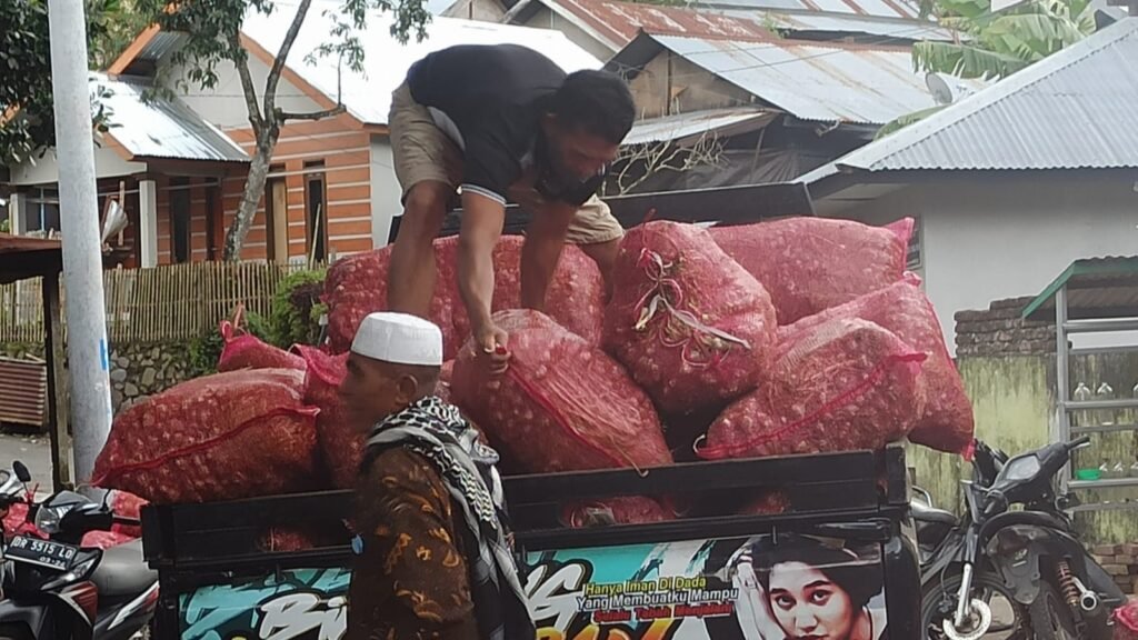 Produksi bawang putih di Sembalun (Foto: kicknews.today: Citra)