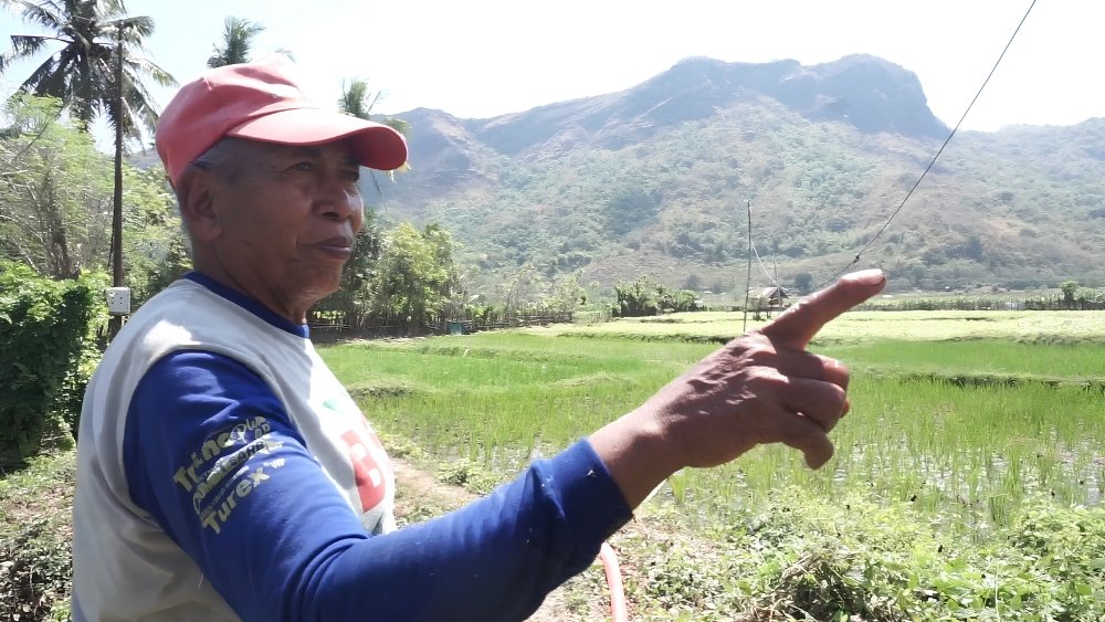 Umar P. menunjukkan persawahan yang digarapnya di Maluk. Ia menyebut hasil yang sebelumnya diperoleh dari empat petak kini dapat dicapai dari dua petak setelah menerapkan pola budidaya SRI.