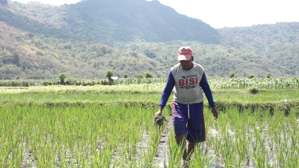 Umar P. berjalan di antara tanaman padi di persawahan Maluk, Kabupaten Sumbawa Barat. Mantan operator alat berat yang sekitar 15 tahun bekerja di sektor pertambangan itu kini kembali menggarap sawah dan belajar menerapkan metode SRI. (Foto: Hilal)