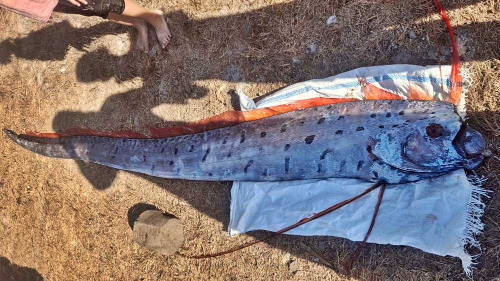 Ikan laut dalam yang diduga oarfish sepanjang sekitar empat meter ditemukan terdampar dalam kondisi mati di kawasan Pantai Pink, Desa Sekaroh, Kecamatan Jerowaru, Lombok Timur, Selasa (25/8/2026). Kemunculan ikan tersebut menarik perhatian warga setelah fotonya beredar di media sosial. Foto: Istimewa.