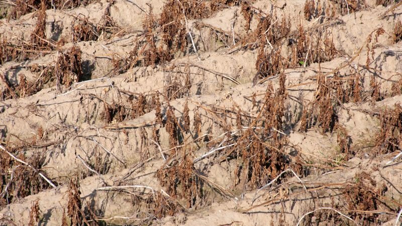 Tanaman mengering akibat minimnya curah hujan saat musim kemarau. Lima kecamatan di Lombok Timur kini berada pada status Awas kekeringan meteorologis, yakni Jerowaru, Labuhan Haji, Suela, Sukamulia dan Wanasaba. Foto: Istimewa