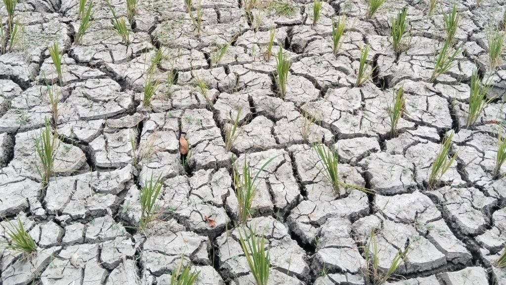 Potret sawah warga yang terdampak kekeringan di Lombok nusa Tenggara Barat (foto kicknews.today/wn)