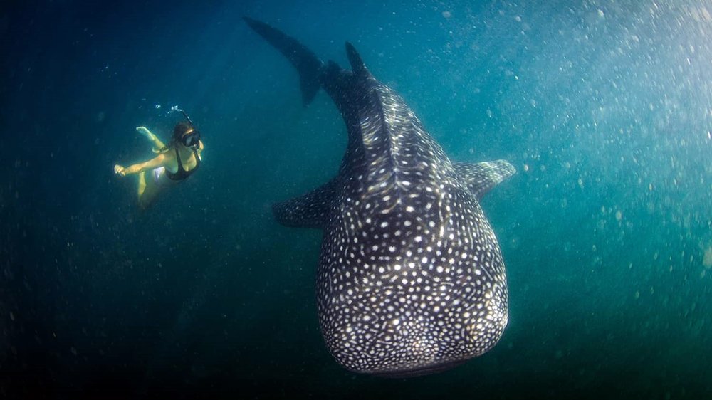 Wisatawan berenang bersama hiu paus di Labuhan Jambu, Teluk Saleh, Sumbawa. Foto: Istimewa