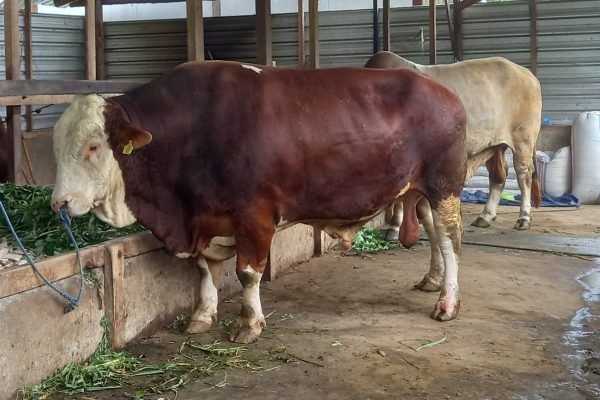 Hewan Qurban milik salah satu peternak di Lombok Utara. (Foto. kicknews.today/Anggi)