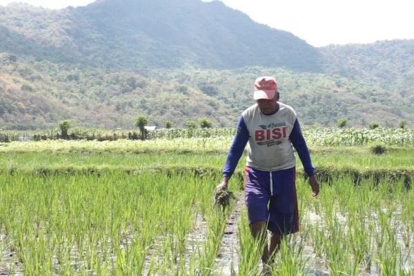 Umar P. berjalan di antara tanaman padi di persawahan Maluk, Kabupaten Sumbawa Barat. Mantan operator alat berat yang sekitar 15 tahun bekerja di sektor pertambangan itu kini kembali menggarap sawah dan belajar menerapkan metode SRI. (Foto: Hilal)