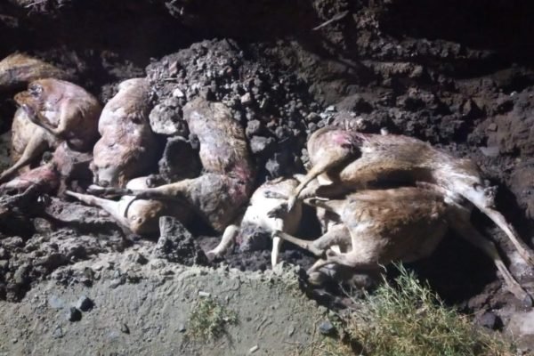 Sebanyak 10 ekor rusa hasil penyeludupan dari Pulau Komodo, Nusa Tenggara Timur (NTT) yang diungkap pekan lalu, dimusnahkan.