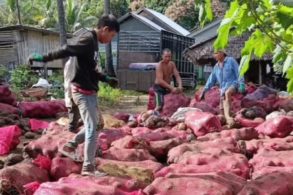 Belum didukung hilirisasi, Porang hasil produksi petani di Lombok Utara. (kicknews.today/Ist)