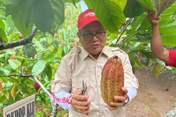 IMG-20251028-WA0046 Kepala DKP3 Lombok Utara saat panen Kakao Lokal "Beneng Jomot". (Foto. kicknews.today/Ist)