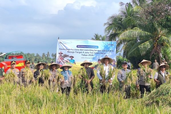 Dirut Perum Bulog bersama Wakil Bupati KLU saat Panen Raya Beras di Tanjung. (Foto. kicknews.today/Anggi)