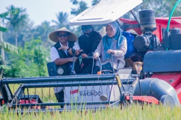 Perum Bulog Kanwil NTB saat turun Jemput Bola di lahan Petani padi di wilayah NTB. (Foto. kicknews.today/Ist)