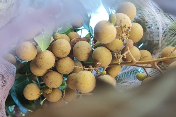 Buah kelengkeng varietas Diamond River yang dibudidayakan secara organik di Desa Sukadana, Kecamatan Bayan, KLU. (Foto. kicknews.today/Ist)