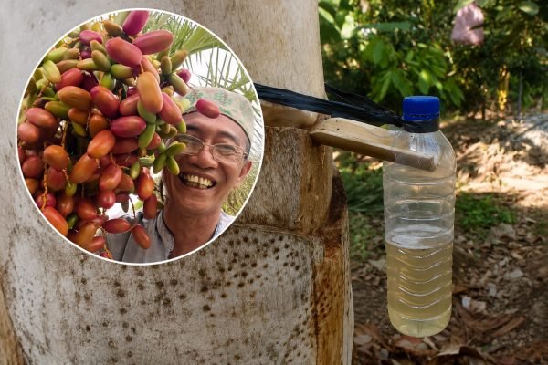 Wak Dolah memperlihatkan hasil dari Nira Kurma. (Foto. kicknews.today/Ist