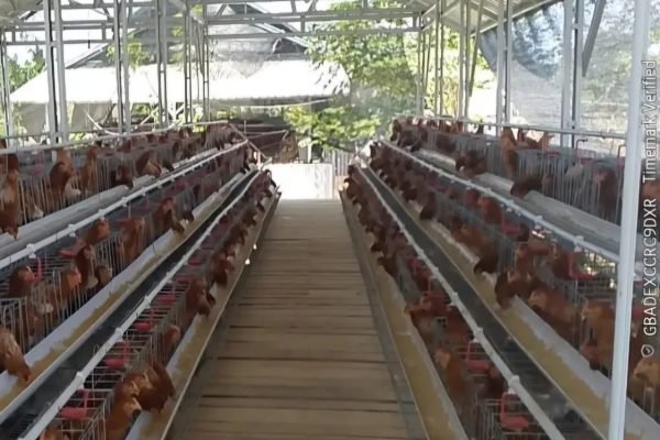 Salah satu peternakan ayam petelur dari program desa berdaya (foto kicknews.today/adpim)