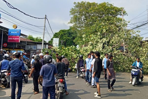 Pohon tumbang di Jalan Gajah Mada Lingkungan Pagesangan Utara Kelurahan Pagesangan Kecamatan Mataram, Kota Mataram timpa seorang mahasiswi, Senin (11/11/2024)