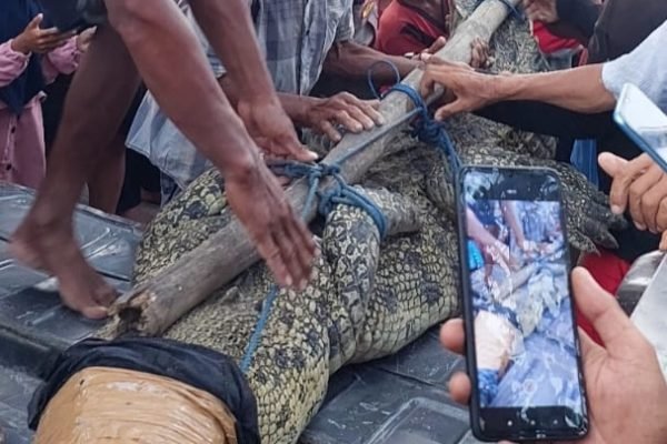 Saat buaya akan diamankan oleh pihak Balai Konservasi Sumberdaya Alam (BKSDA) Provinsi NTB