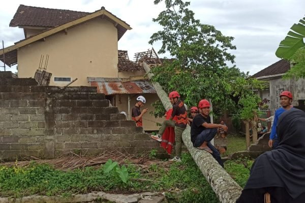 Pohon tumbang timpa rumah warga