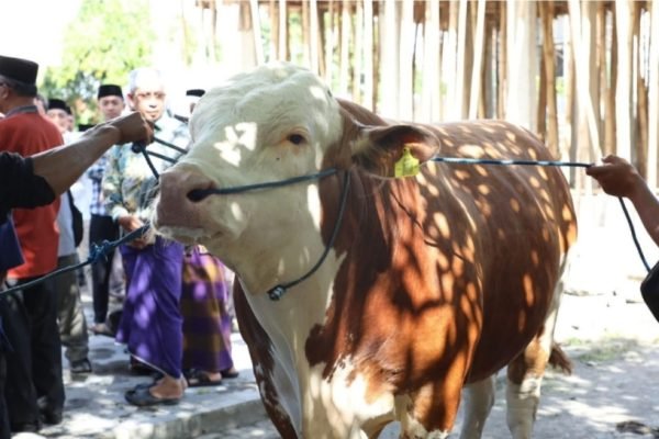 Sapi kurban Presiden Prabowo Subianto untuk NTB