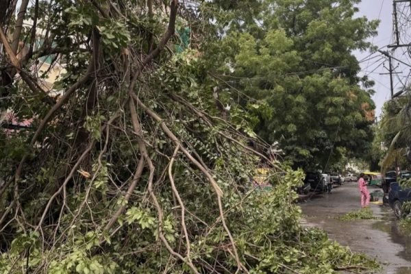 Hujan lebat menyebabkan pohon tumbang di sejumlah ruas jalan di Kota Mataram. (foto kicknews.today/ist)