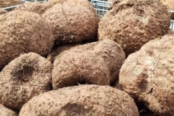 Porang. Sumber foto. Ist