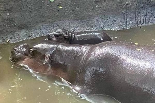 Induk dan bayi Kuda Nil di Kebun Binatang Lombok. Foto: Ist