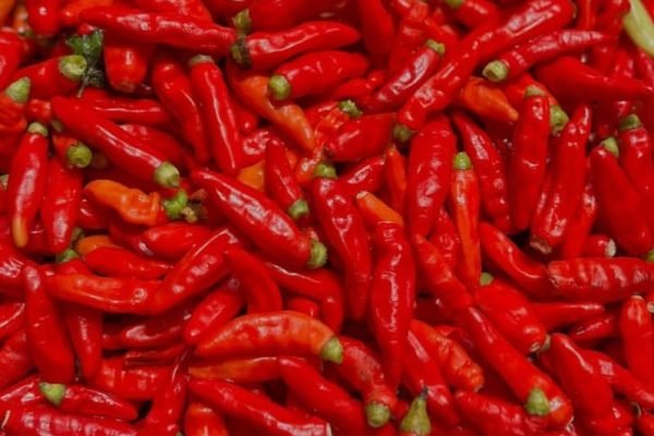 Ilustrasi cabai rawit. (foto kicknews.today/wn)