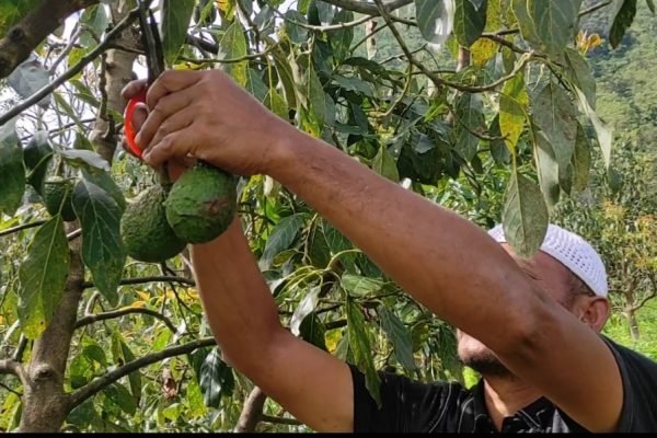 Adalah H. Aras, petani alpukat hass Sembalun saat panen alpukat. Foto. Ist