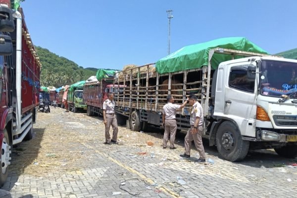 Puluhan hewan kurban saat tiba di Pelabuhan Lembar Lombok Barat (foto kicknews.today/ist)