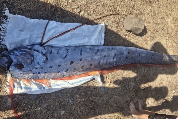 Penemuan ikan Oarfish di pantai pink 3 Lombok Timur (foto kicknews.today/Facebook baiq qolby)
