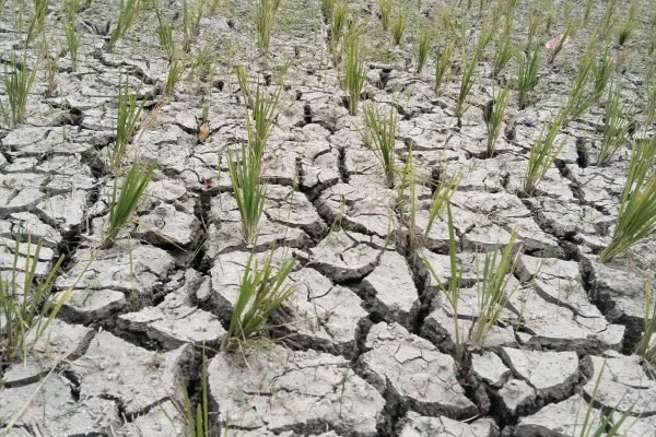 Kondisi sawah warga saat ini di Desa kuripan Timur Lombok Barat. (foto kicknews.today/wn)